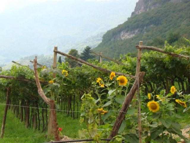 Agritur Maso Spezial Villa Villa Lagarina Rum bild